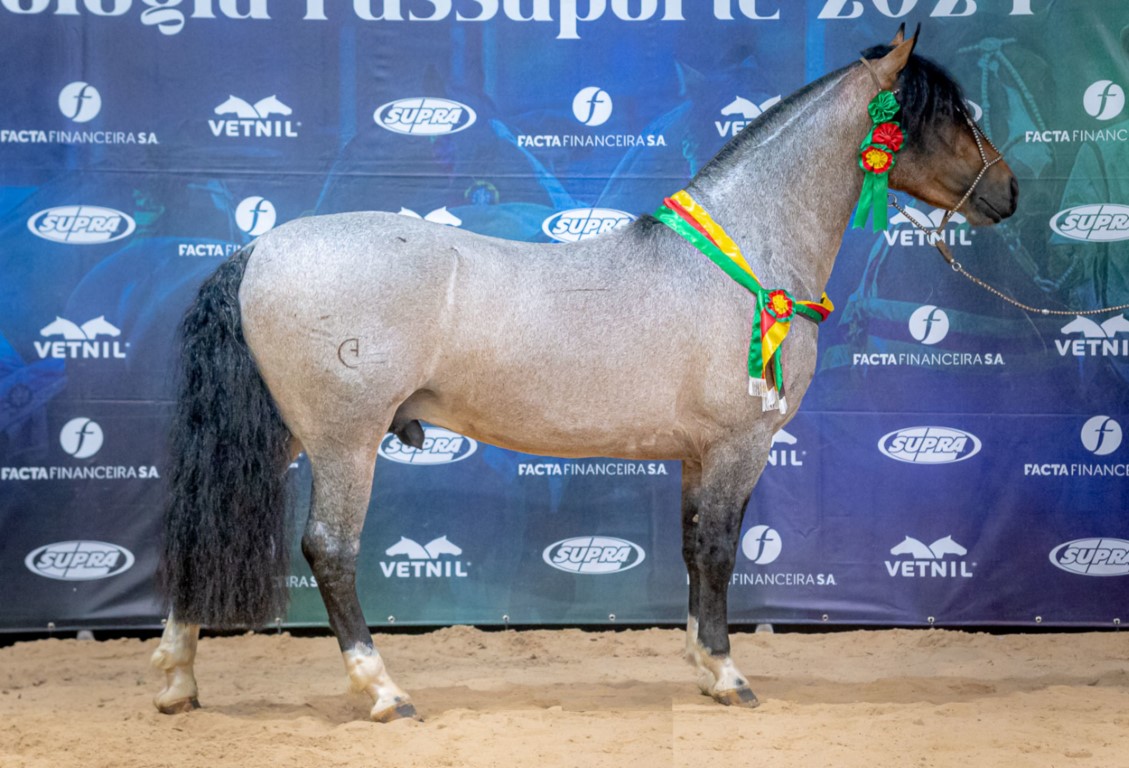 Exposição em Rolante garante novos classificados para Morfologia Expointer 2024