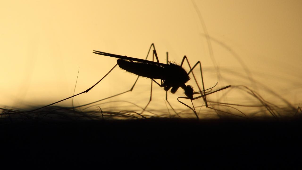 Encefalomielite Equina na Argentina e Uruguai
