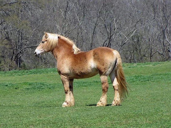 Belga