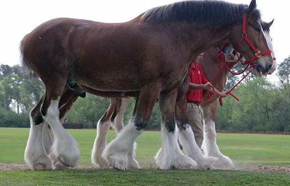 4 raças de cavalos mais fortes do mundo