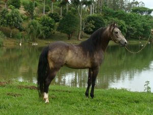 PIQUIRA