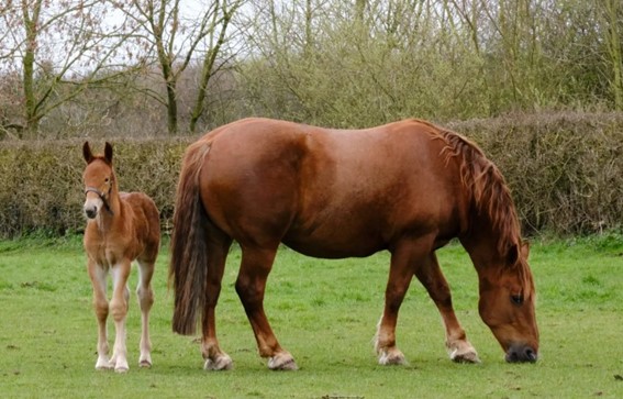Suffolk Punch